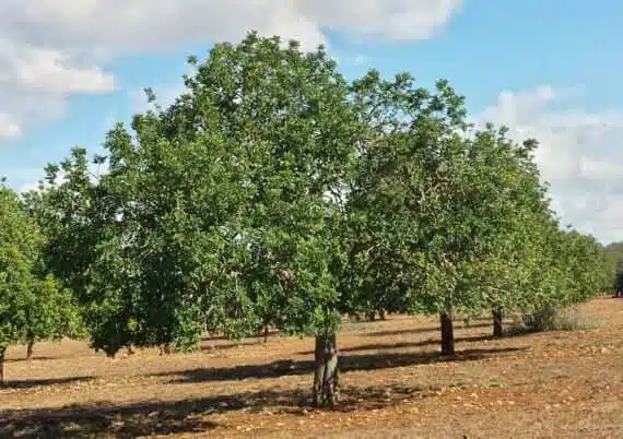 Árbol en Venta: El Algarrobo Ejemplar - Comprar en Ginart Oleas