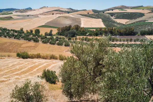 Paisaje andaluz con olivos Ginart Oleas