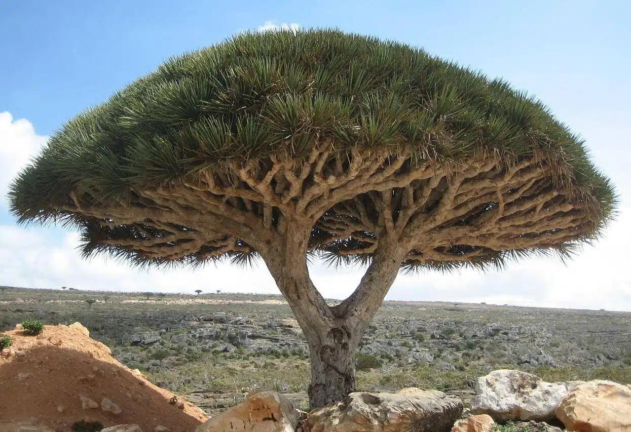 Arbol Bonito Dracaena Drago Ginart Oleas