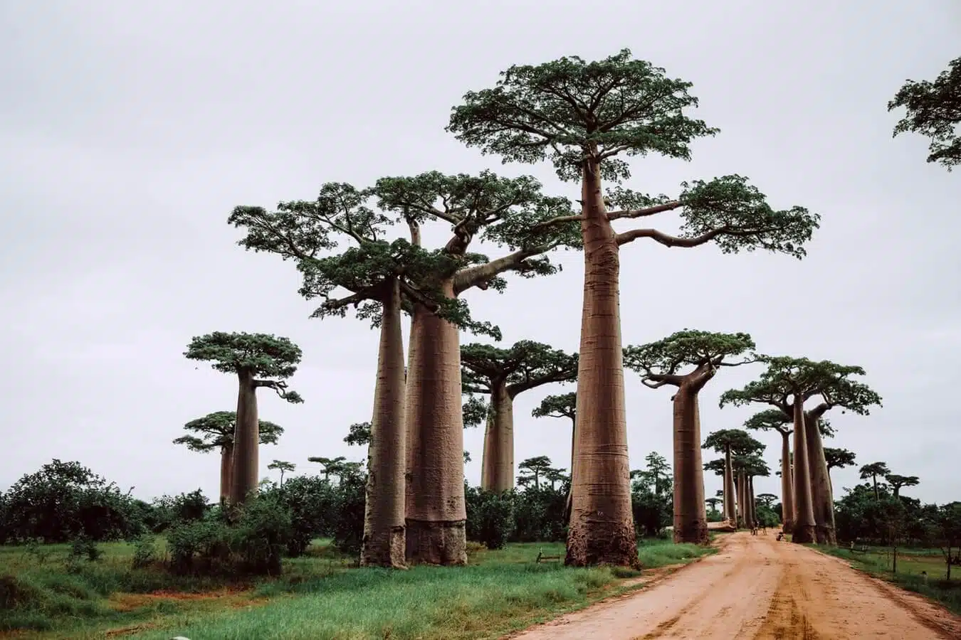 Baobab Arbol Bonito Ginart Oleas