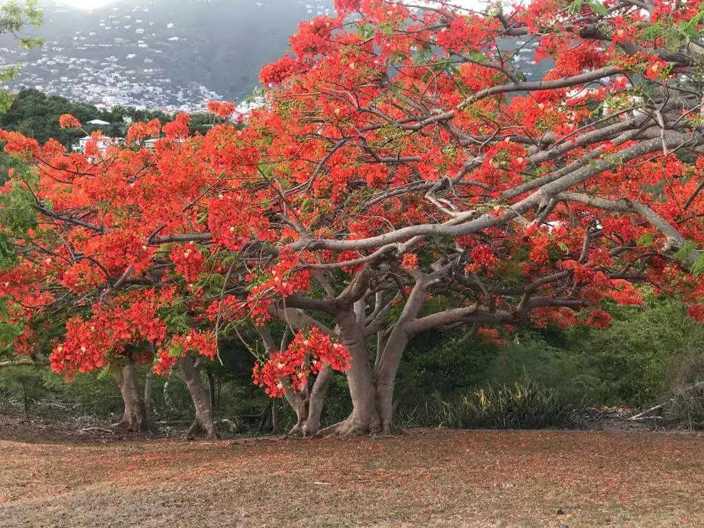 Flamboyan Arbol Bonito Ginart Oleas