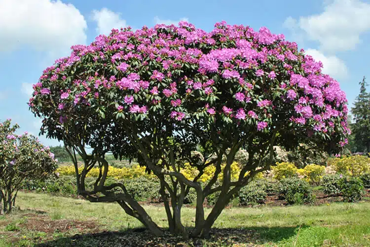 Rodoedro Arboles Boniitos Ginart Oleas