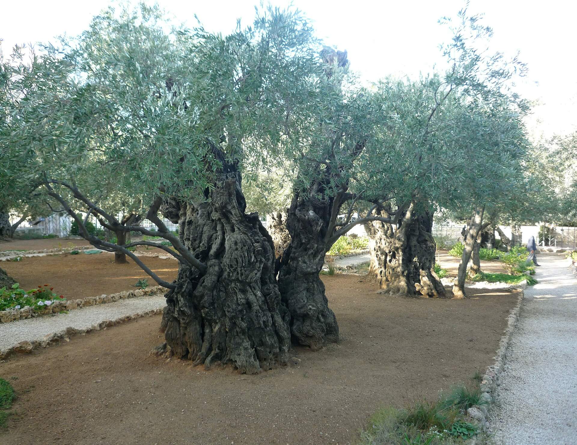 Olive Trees Portada El Senia Ginart Oleas