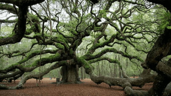 Quercus Roble Antiguo Ginart Oleas