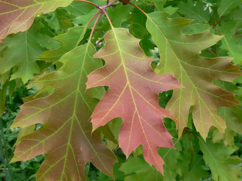 Roble Rojo Hoja Ginart Oleas