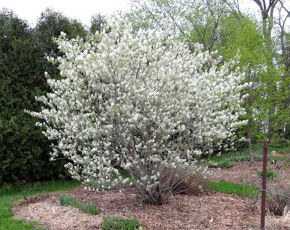 Amelanchier Alinfolia Arbol Pequeno Ginart Oleas