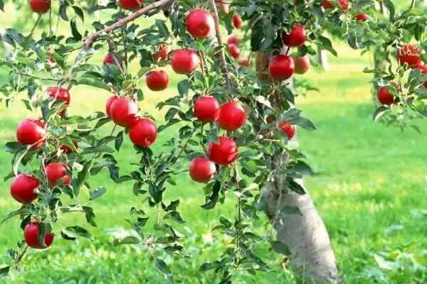 Manzano Arboles Pequenos Ginart Oleas