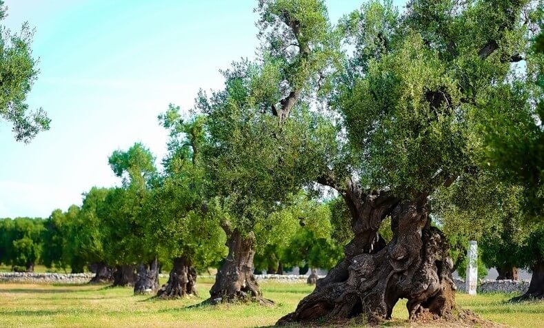 Olivos Centenarios Ginart Oleas Como Plantarlos en Casa