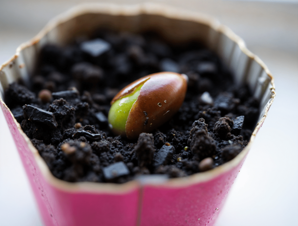 Primer plano de una bellota germinando en una maceta con tierra húmeda, mostrando su radícula emergiendo en color verde brillante.