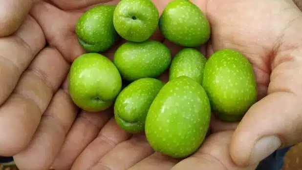 aceitunas gordal ginart oleas