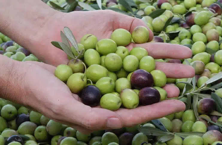 aceitunas manzanilla ginart oleas