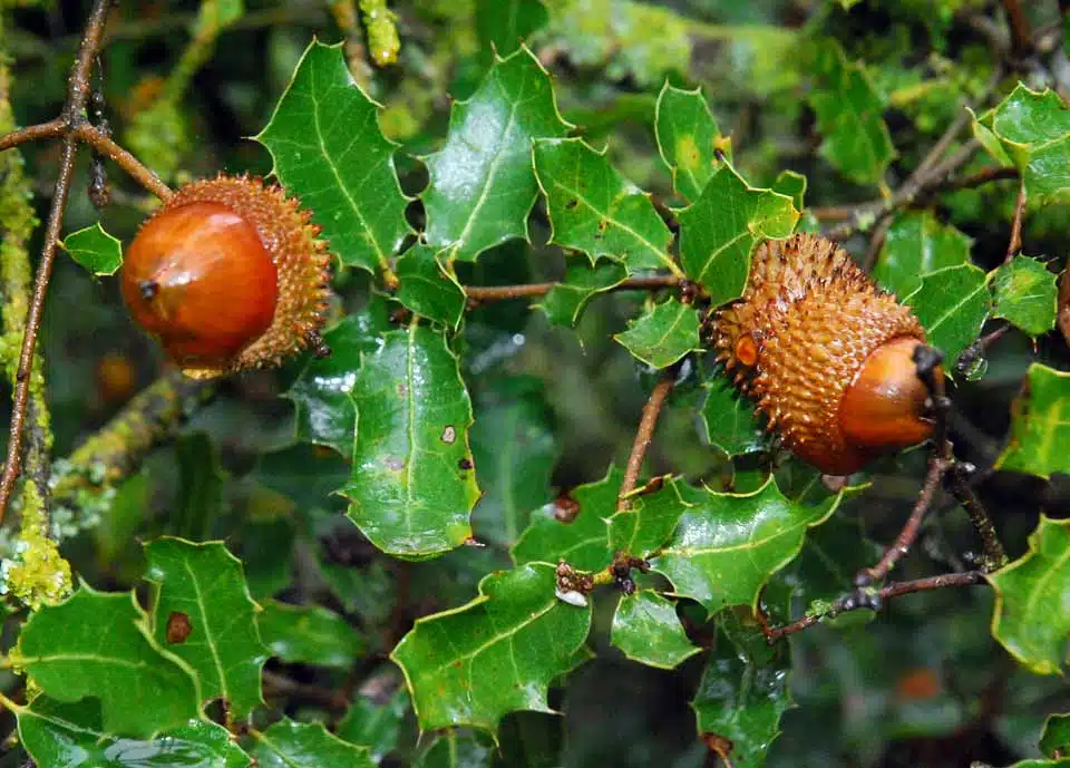 Quercus Coccifera Ginart Oleas