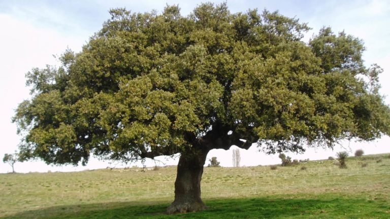 Foto de Encina de 12 Troncos en Añón de Moncayo, Zaragoza