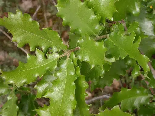 Quercus Pubescens Ginart Oleas