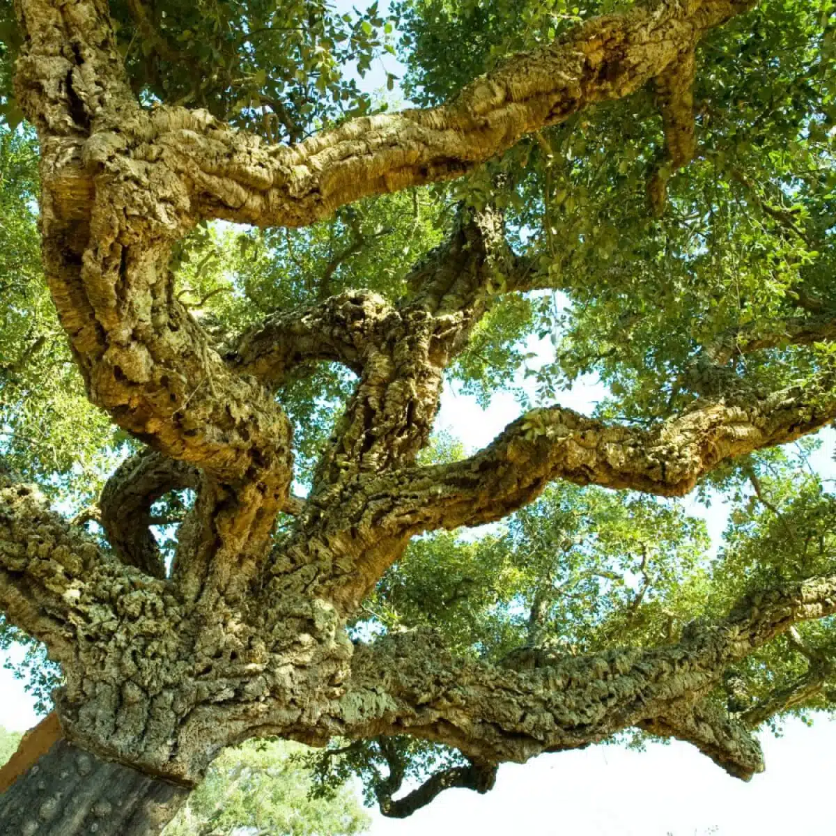 Quercus Suber Alcornoque Roble Ginar Oleas
