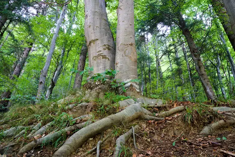 Arboles en Bosque de Gran Porte