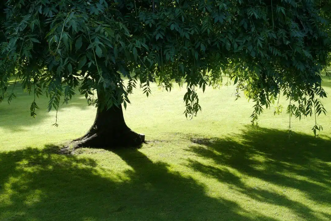 Arbol que da sombra Ginart Oleas