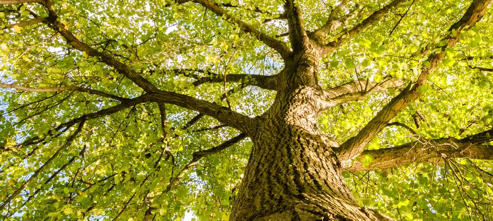 Los beneficios de un arbol Ginart Oleas para tener sombra en casa