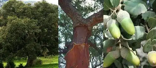 Alcornoque Quercus Suber Partes Ginart Oleas