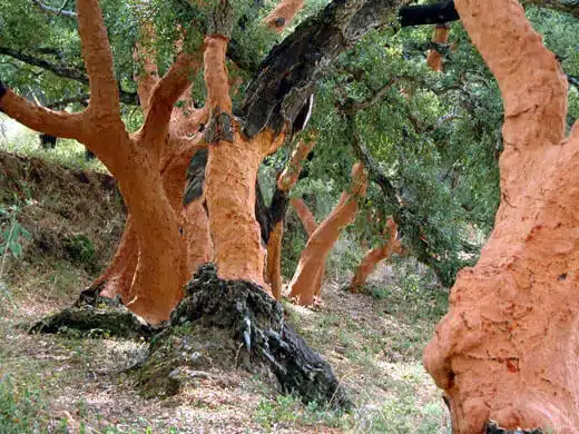 Descorche Alcornoque Quercus Suber Ginart Oleas