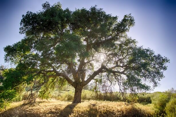 Arbol a Contraluz de Preguntas Ginart Oleas