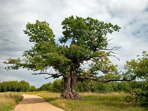 Arbol de Preguntas Ginart Oleas