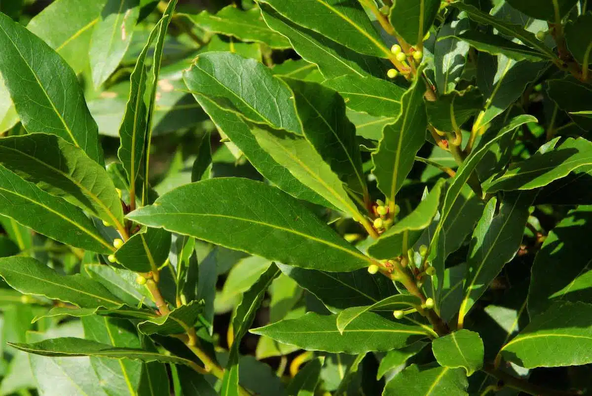 Hojas del Arbol de Laurel