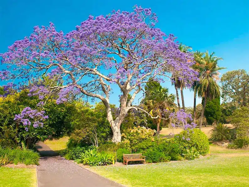 Un árbol de paulownia en plena floración con flores de color lila, rodeado de palmeras y vegetación en un parque soleado con un banco de madera.