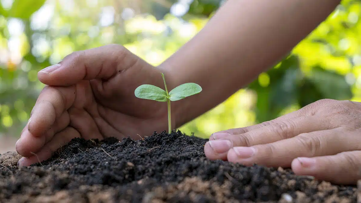 Manos cuidando un plantón de árbol joven en tierra fértil, representando el cultivo y la protección en las primeras etapas de crecimiento de un árbol.