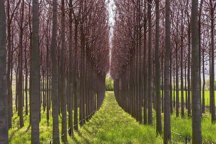 Una plantación simétrica de árboles jóvenes de Paulownia en un vivero, con una hilera central de césped verde y árboles alineados bajo la luz del sol.