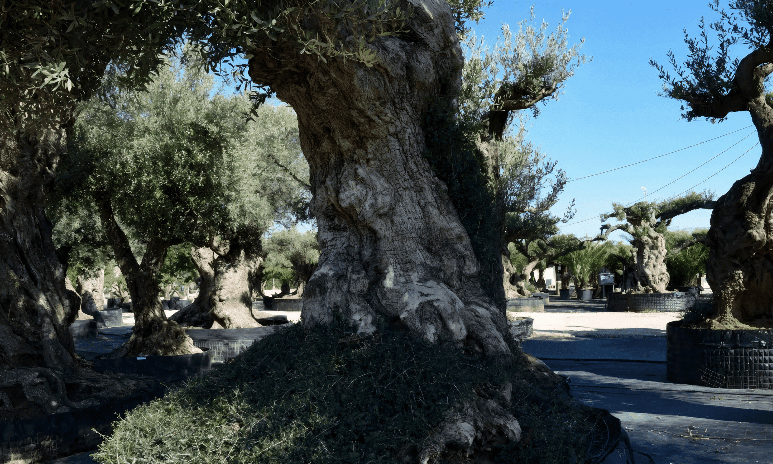 Olivo en maceta de Ginartoleas con tronco centenario y copa frondosa en vivero exterior