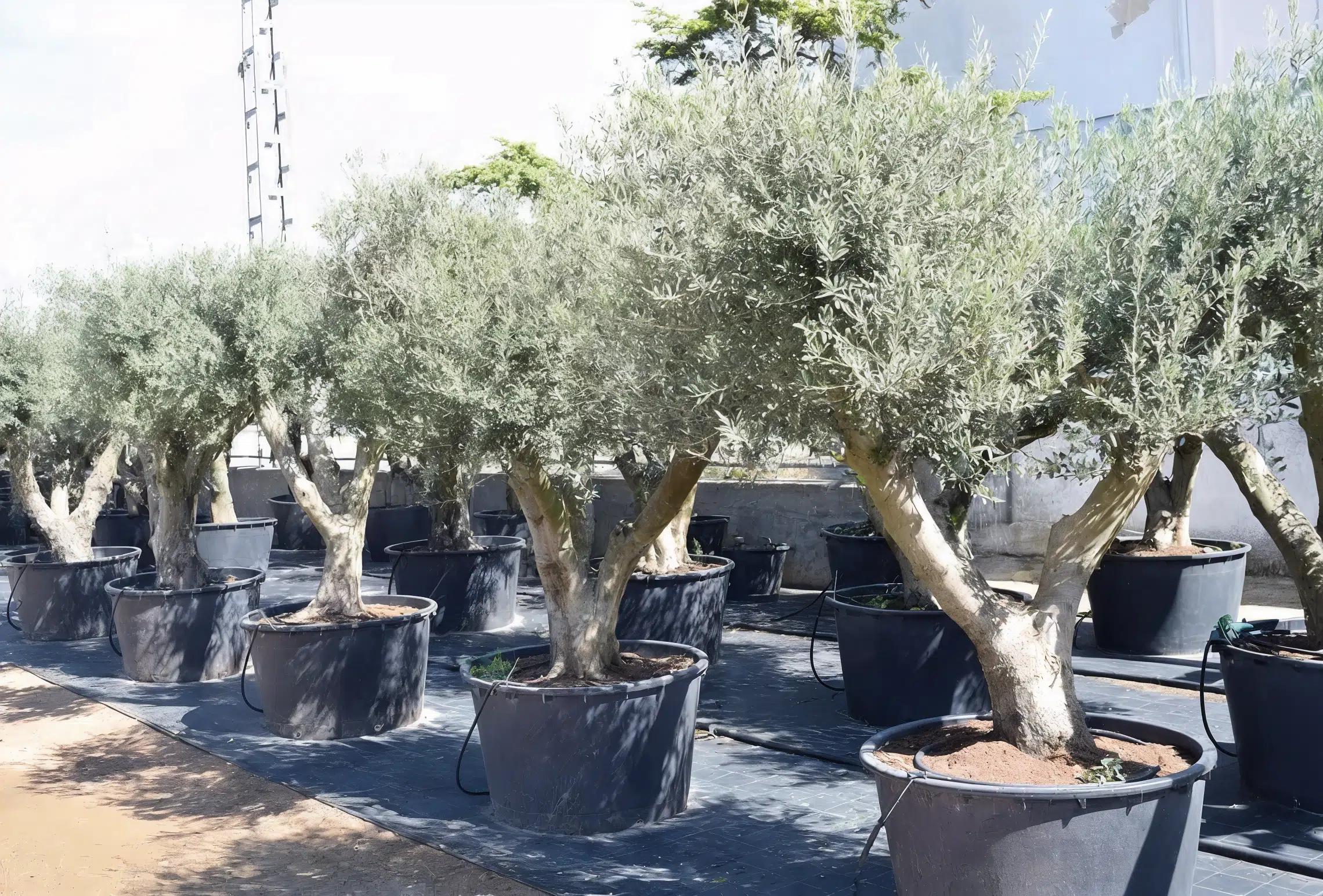 Fila de olivos en maceta de Ginartoleas en vivero exterior, ejemplares ornamentales listos para poda decorativa