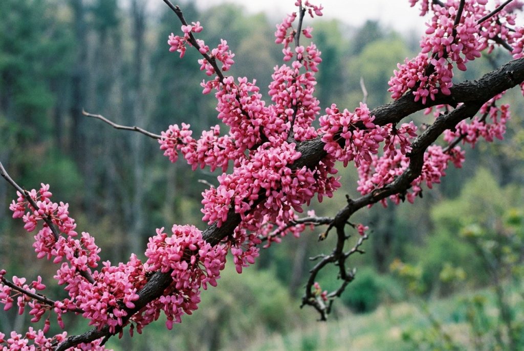 Rama de árbol del amor Ginartoleas con abundantes flores rosas brotando sobre la madera desnuda, en primer plano y con fondo natural desenfocado