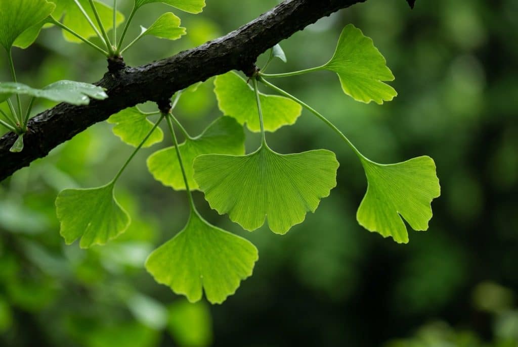 detalle de hojas verdes de ginkgo biloba en forma de abanico iluminadas por la luz natural, imagen descriptiva de Ginartoleas