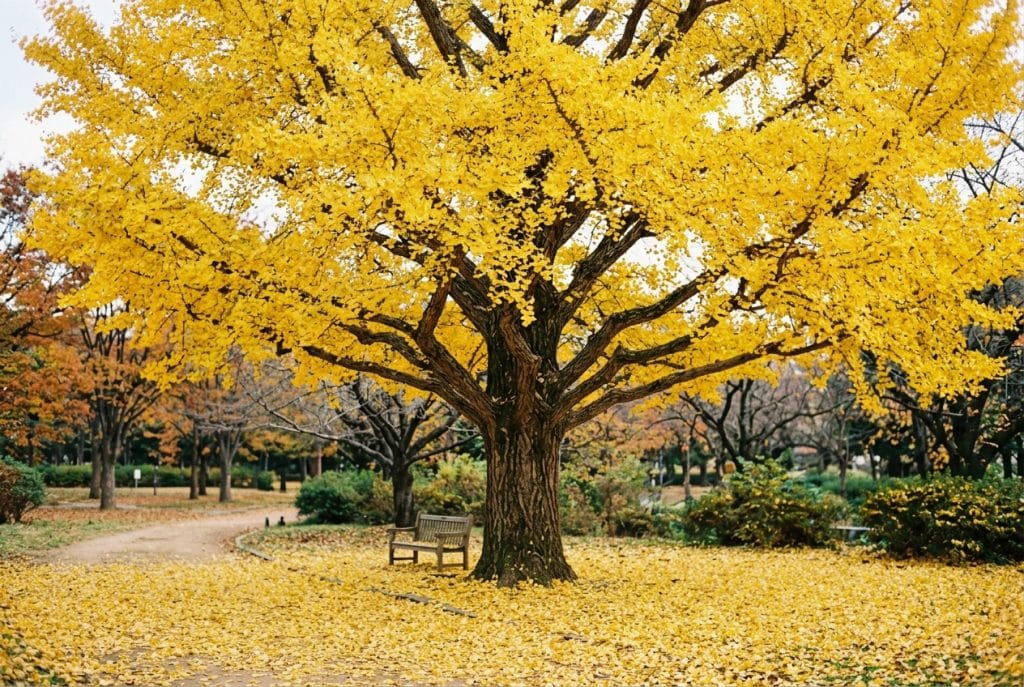 ginkgo biloba de gran tamaño en otoño, con copa frondosa de hojas amarillas y el suelo cubierto de hojas caídas en un parque, imagen descriptiva de Ginartoleas
