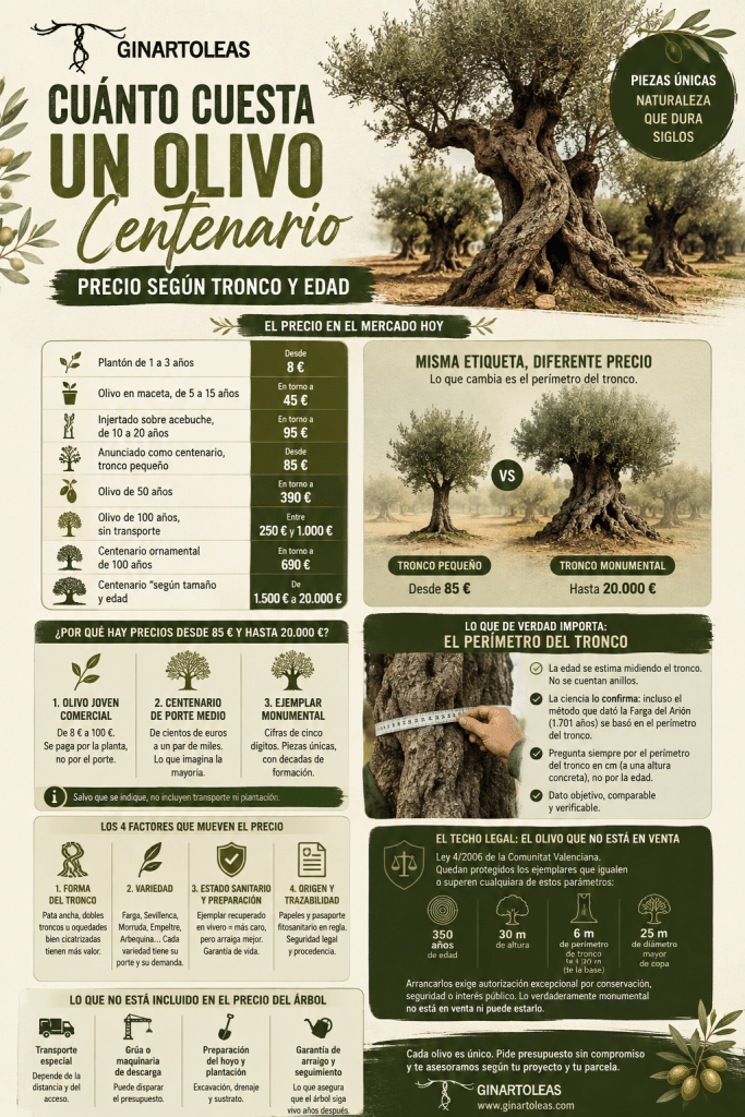 Cuánto cuesta un olivo centenario: infografía de Ginartoleas con precios orientativos según la edad, el perímetro y la forma del tronco, junto a ejemplos de olivos pequeños y monumentales.