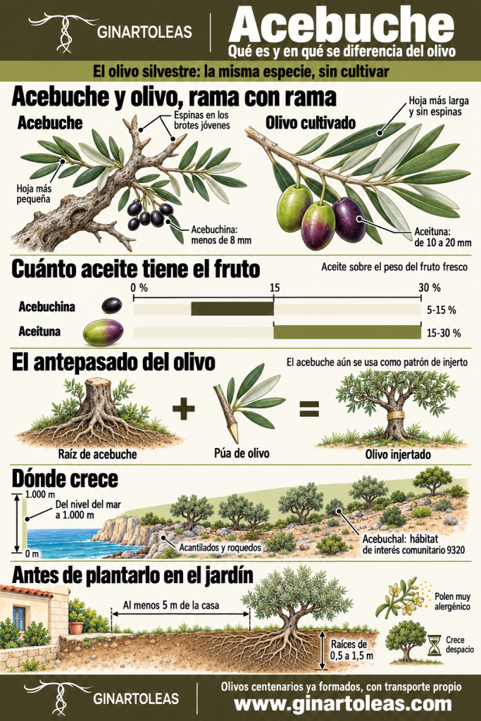 Infografía de Ginart Oleas sobre el acebuche: una rama de acebuche y una de olivo comparadas, el aceite de la acebuchina y de la aceituna, el acebuche como patrón de injerto, dónde crece y qué mirar antes de plantarlo en el jardín.