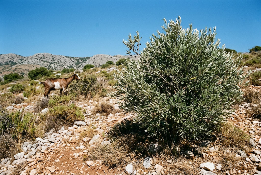 Acebuche joven en forma de mata densa, con hojas de olivo plateadas y acebuchinas negras, en una ladera seca de monte mediterráneo, con una cabra ramoneando al fondo.