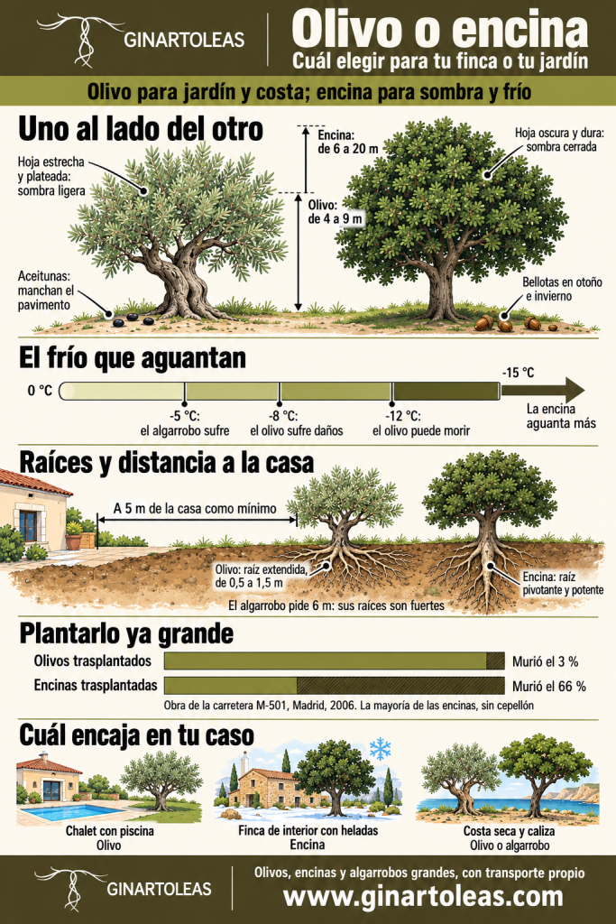Infografía de Ginart Oleas sobre olivo o encina: los dos árboles comparados en altura, sombra y lo que cae al suelo, el frío que aguantan, sus raíces y la distancia a la casa, cómo llevan el trasplante y cuál encaja en cada caso.
