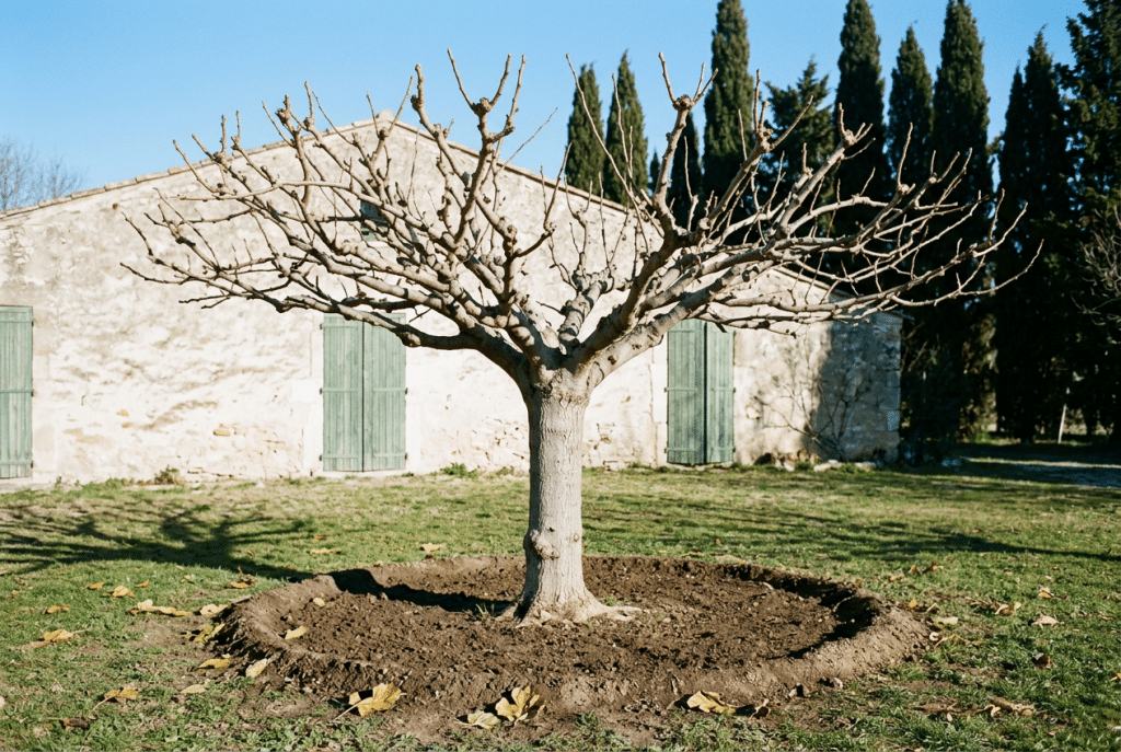 Morera adulta sin hojas recién trasplantada en invierno en un jardín mediterráneo, con el cuello del tronco a ras de suelo y la poceta de riego.